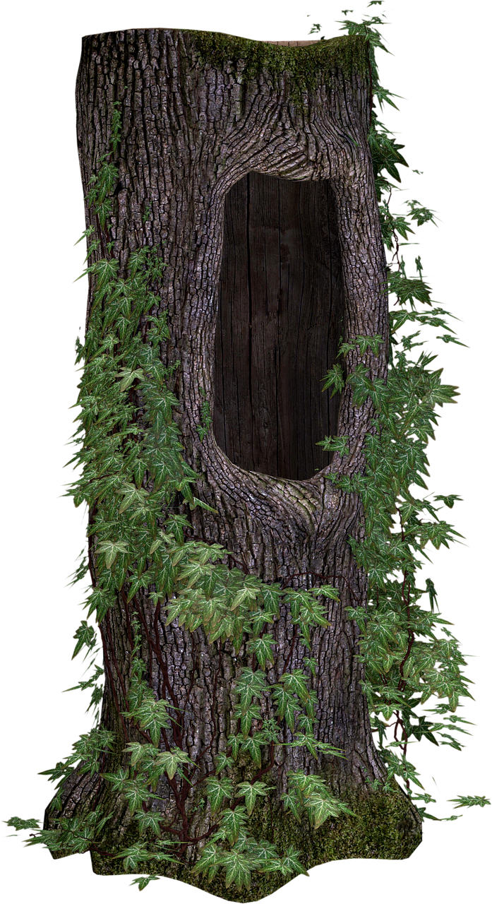 a tree stump stands prominently against a black background. the stump is hollow, with a dark interior visible through the opening. the exterior of the stump is covered in bark and adorned with ivy vines, adding a touch of green to the brown and gray tones of the wood. moss is visible at the base and top, indicating age and environmental exposure. the overall impression is one of nature reclaiming a onceliving tree.