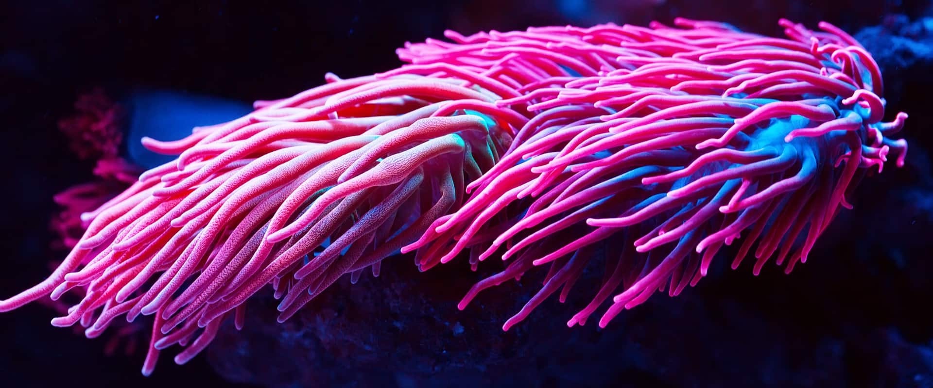 a vibrant pink sea anemone with long, flowing tentacles illuminated by blue and purple fluorescent light. it is attached to a dark rock or coral, its tentacles swaying gently in the underwater current.