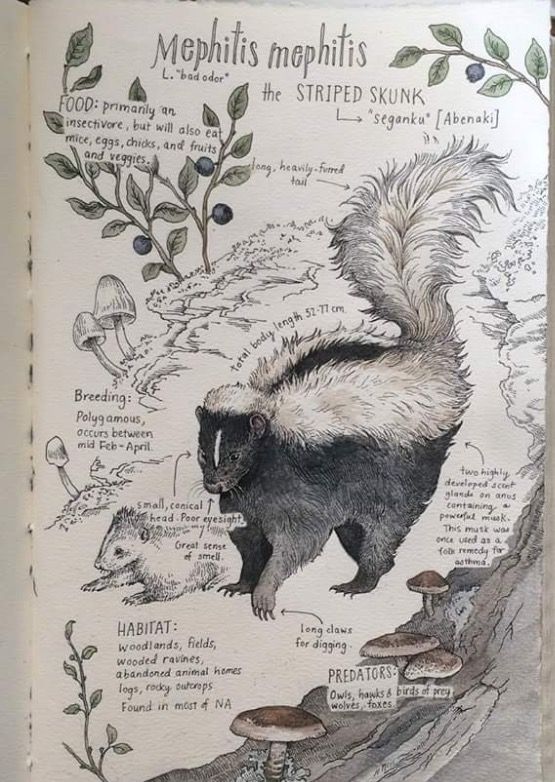 an illustration from a nature journal depicting a striped skunk (mephitis mephitis), along with annotations about its name, diet, breeding habits, habitat, predators, and anatomical features. the illustration shows the skunk in detail, with accompanying text providing information about its scientific name, common name in english and abenaki, food preferences (insectivore but also eats mice, eggs, chicks, fruits, and veggies), breeding habits (polygamous, occurs between midfebruary and april), habitat (woodlands, fields, wooded ravines, abandoned animal homes, logs, and rocky outcrops, found in most of north america), and predators (owls, hawks, birds of prey, wolves, and foxes). it also mentions the skunk's small conical head, poor eyesight, great sense of smell, long claws for digging, and highly developed scent glands on its anus containing powerful musk, which was historically used as a folk remedy for asthma.