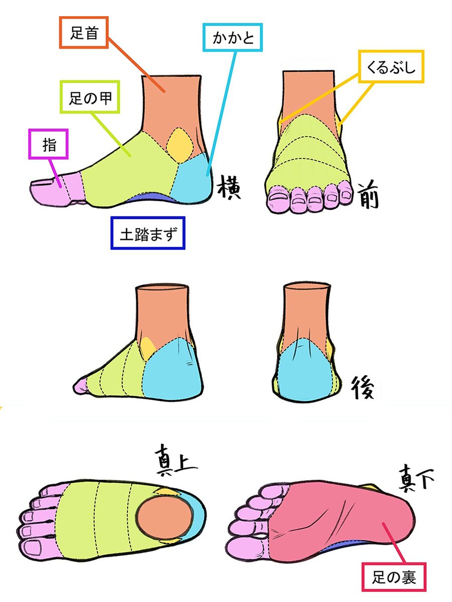 his image is an anatomical illustration of a foot, labeled in japanese.  it shows different views of the foot (side, back, top, and bottom) highlighting various parts like the ankle (足首), heel (かかと), toes (指), instep (足の甲), arch (土踏まず), sole (足の裏), and the area around the ankle bone (くるぶし).  the parts are colorcoded for clarity.  the text labels are in japanese kanji characters.