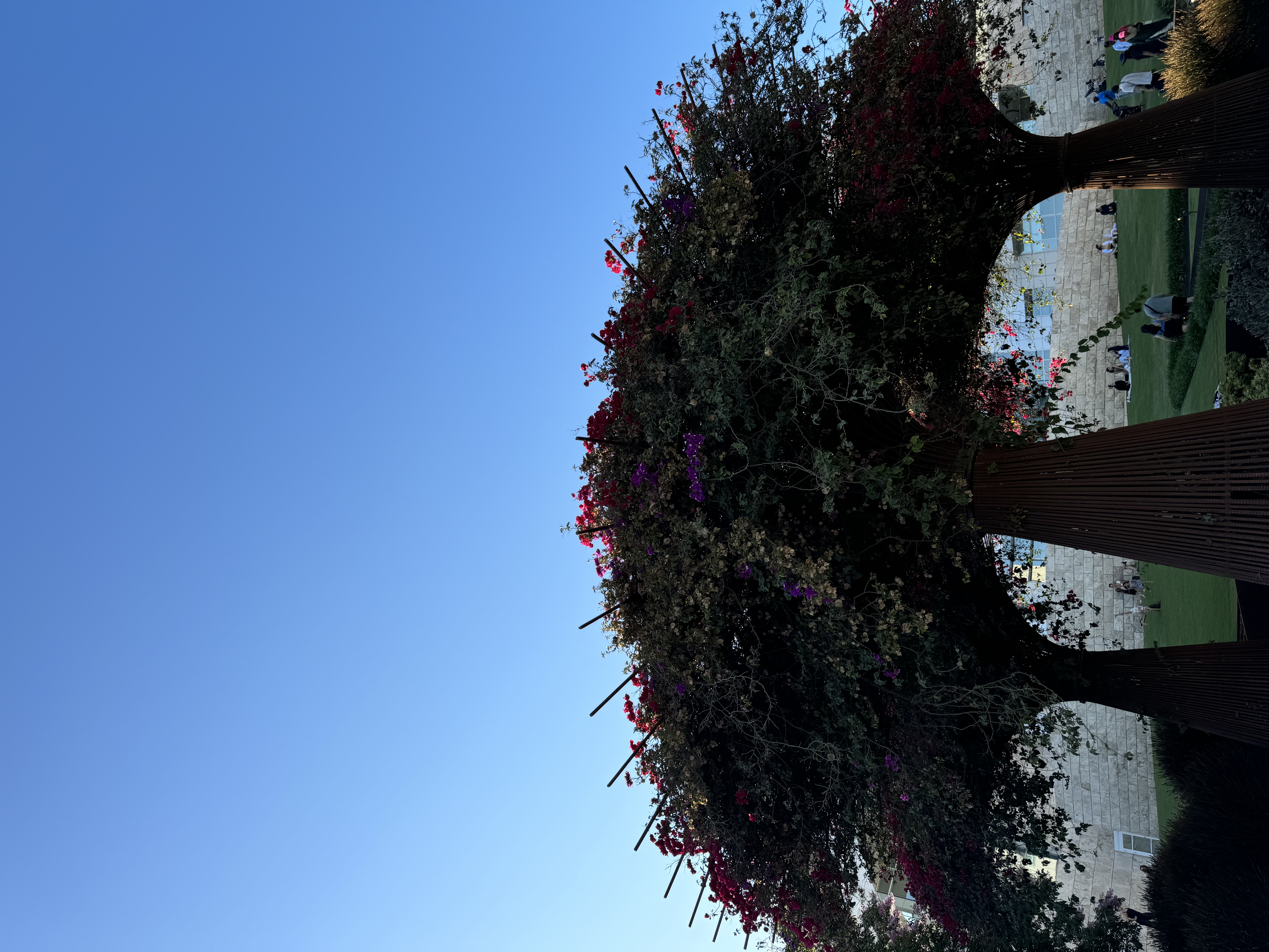 the image shows three trees with pink flowers in a park. the trees are supported by metal structures and form a canopy. the background includes a blue sky, a grassy area, and a building. people can be seen enjoying the park in the background.