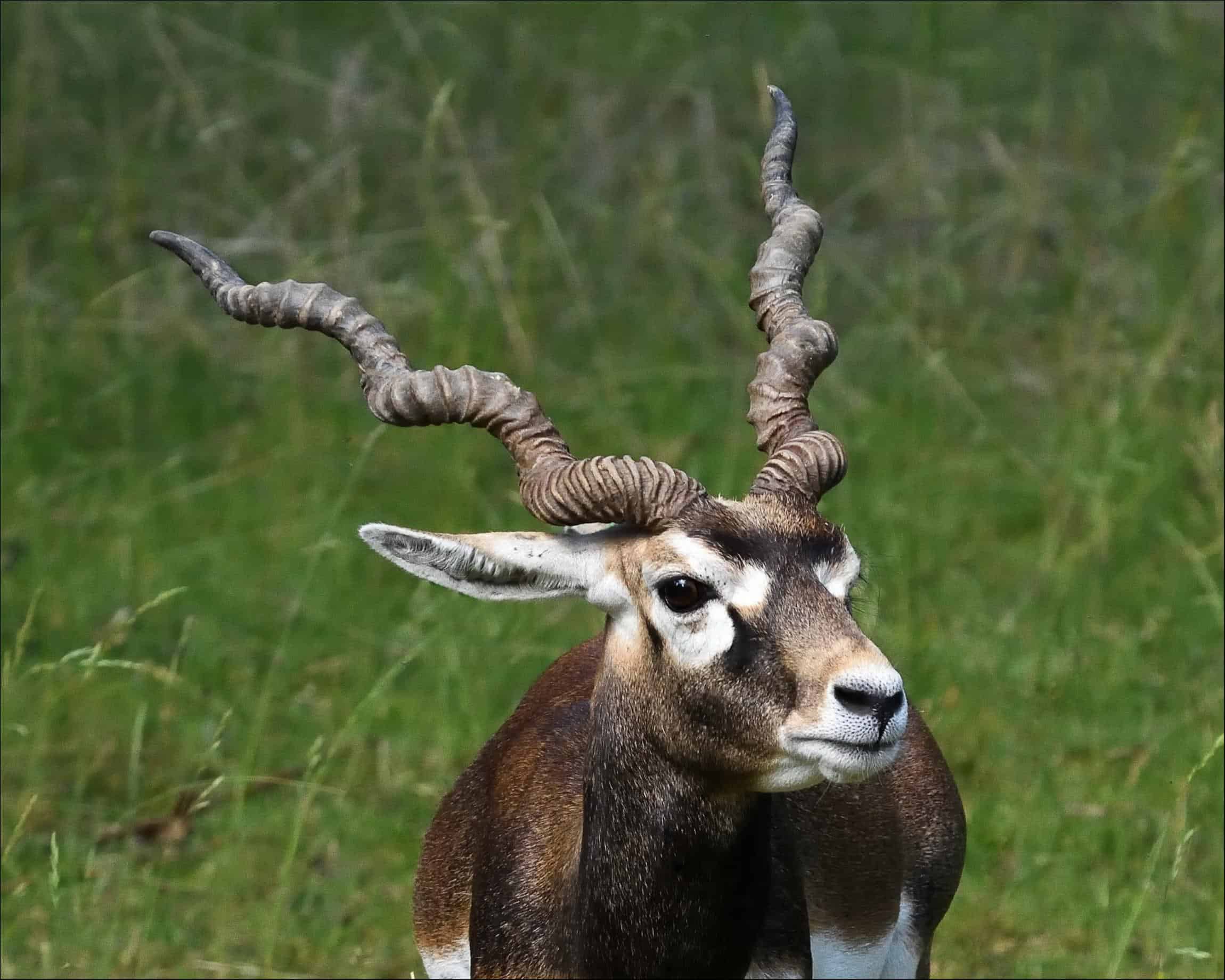 a closeup portrait of a male blackbuck ( antilope cervicapra) standing in a grassy field.  the blackbuck is facing slightly to the right, its gaze directed slightly away from the camera. its distinctive long, spiral horns are clearly visible, and its coat displays the characteristic black and white markings. the background is softly blurred, focusing attention on the animal. the image is sharp and shows good detail in the animal's fur and horns.  the overall feel of the image is one of natural beauty and wildlife observation.