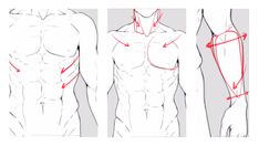 the image consists of three sketches of a muscular male torso from the waist up. the sketches are line drawings with red lines highlighting different muscle groups and their placement on the body. the image appears to be a tutorial or reference for artists learning to draw anatomy.