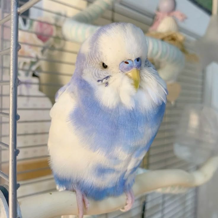 a blue and white parakeet sits on a perch inside a cage. the bird is fluffy and has a yellow beak. there are toys and other objects visible in the background of the cage.