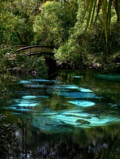 the image shows a small wooden bridge over a spring in a lush forest. the water is a bright, clear blue, and the surrounding trees are a variety of shades of green. the image is taken from eye level, and the lighting is natural.
