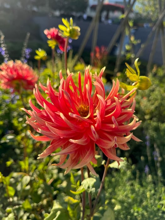 collection cover image for flowers
