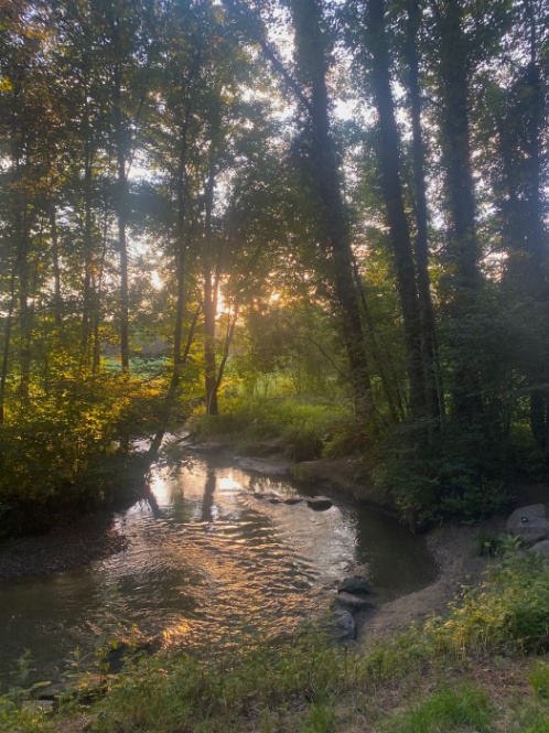collection cover image for Forest & Nature
