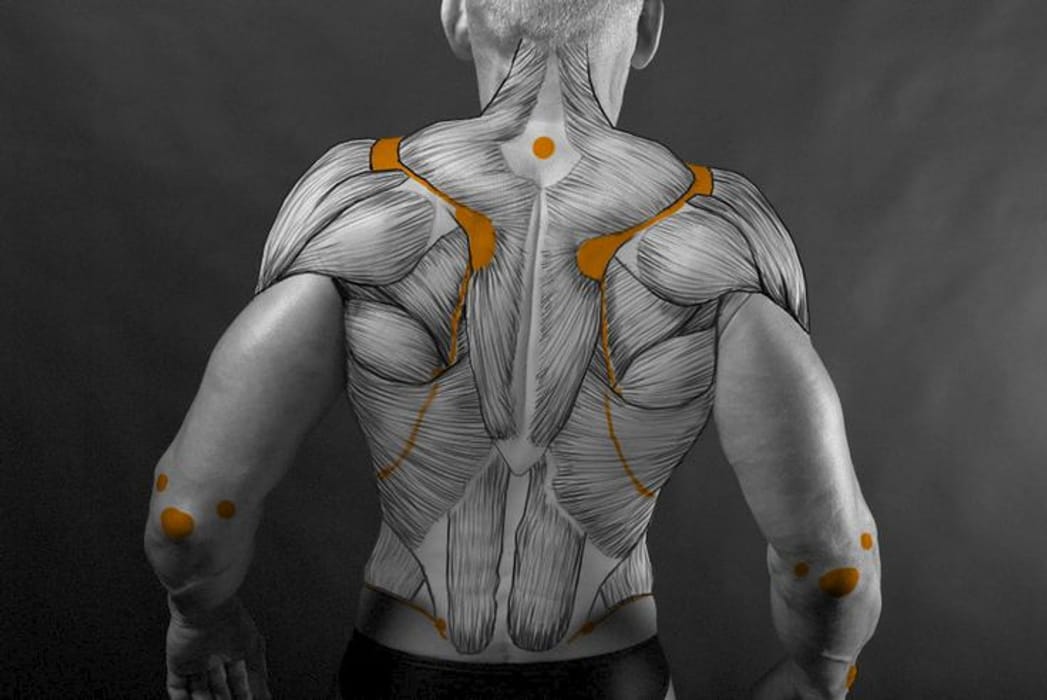 folder cover image for Human