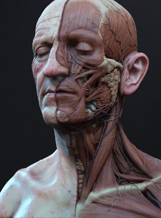collection cover image for Head/Neck