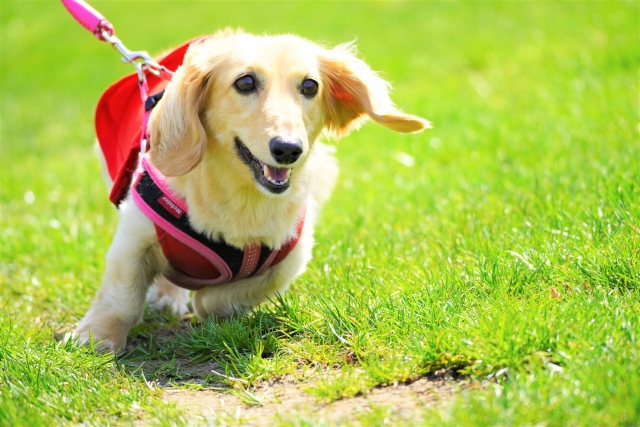 dog