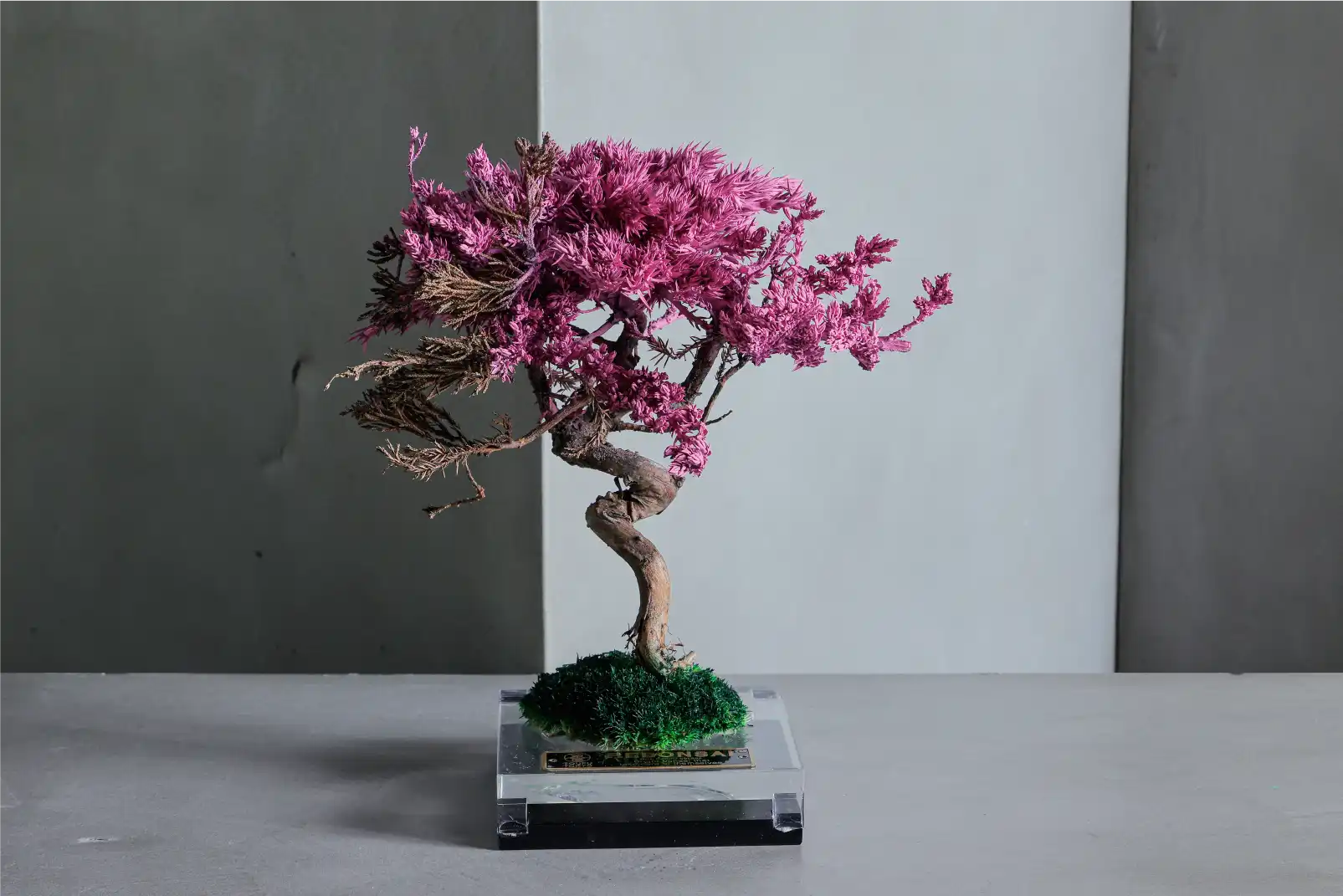 日本伝統の盆栽がアートに進化！「RE BONSAI」 メンテナンス不要の新