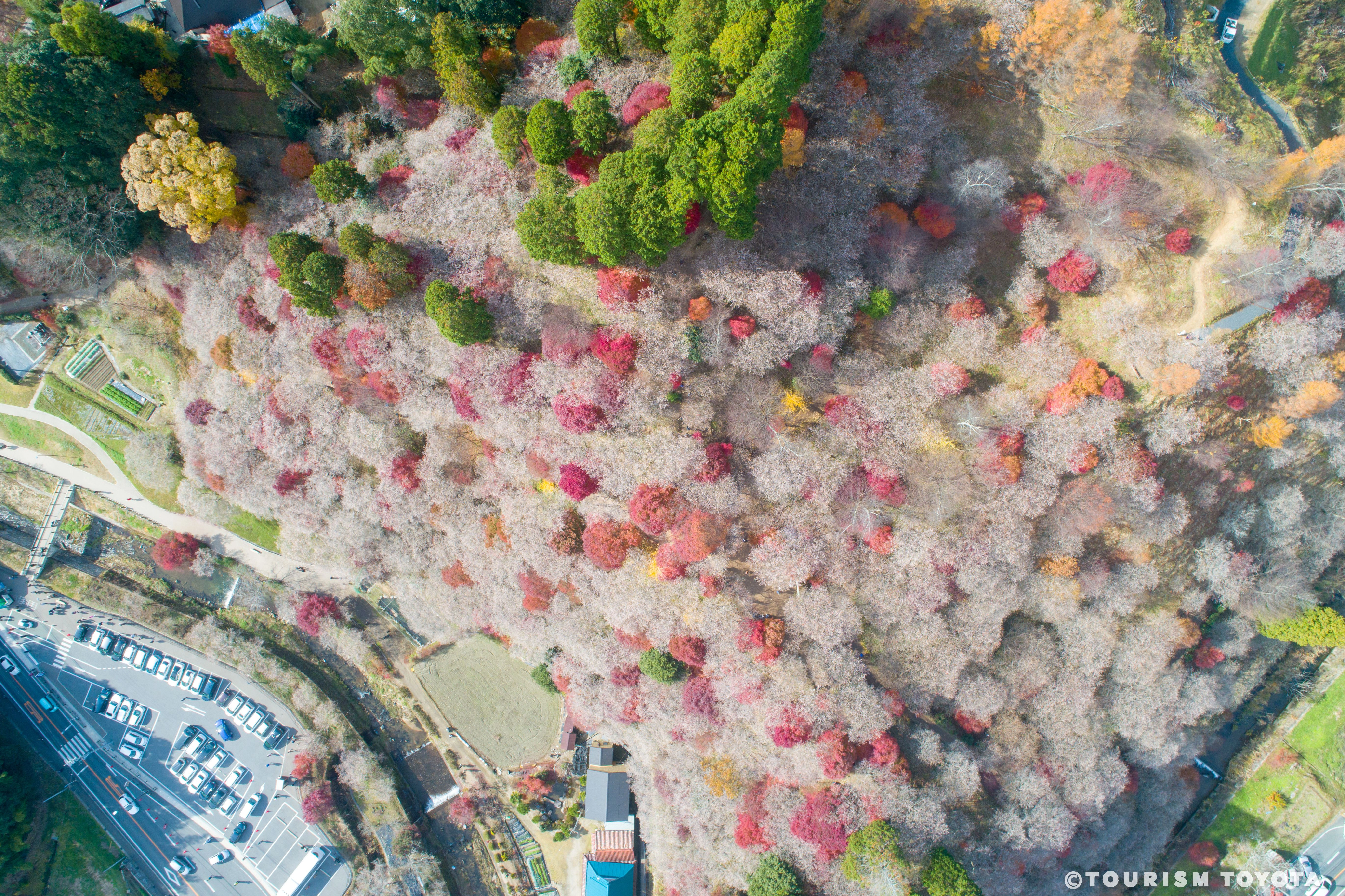桜と紅葉を同時に眺められる、欲張りな絶景スポットへGO！ | Fa-So-La