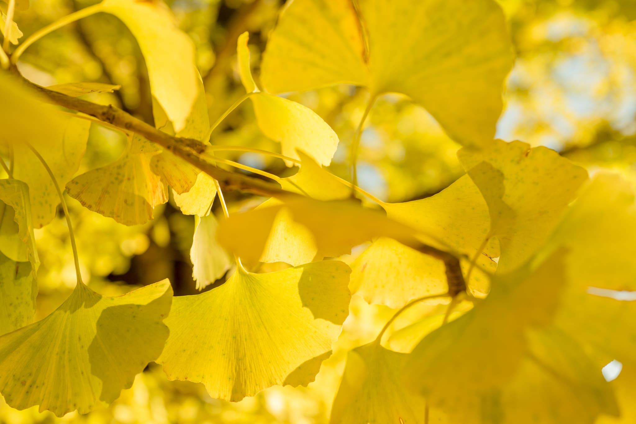 ginkgo-tree