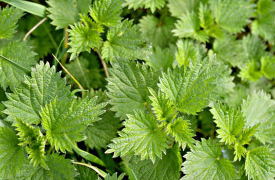 Поедание крапивы. Поедание крапивы в Англии. Nettle eating (поедание крапивы). Соревнования по поеданию крапивы. Чемпионат по поеданию крапивы в Великобритании.