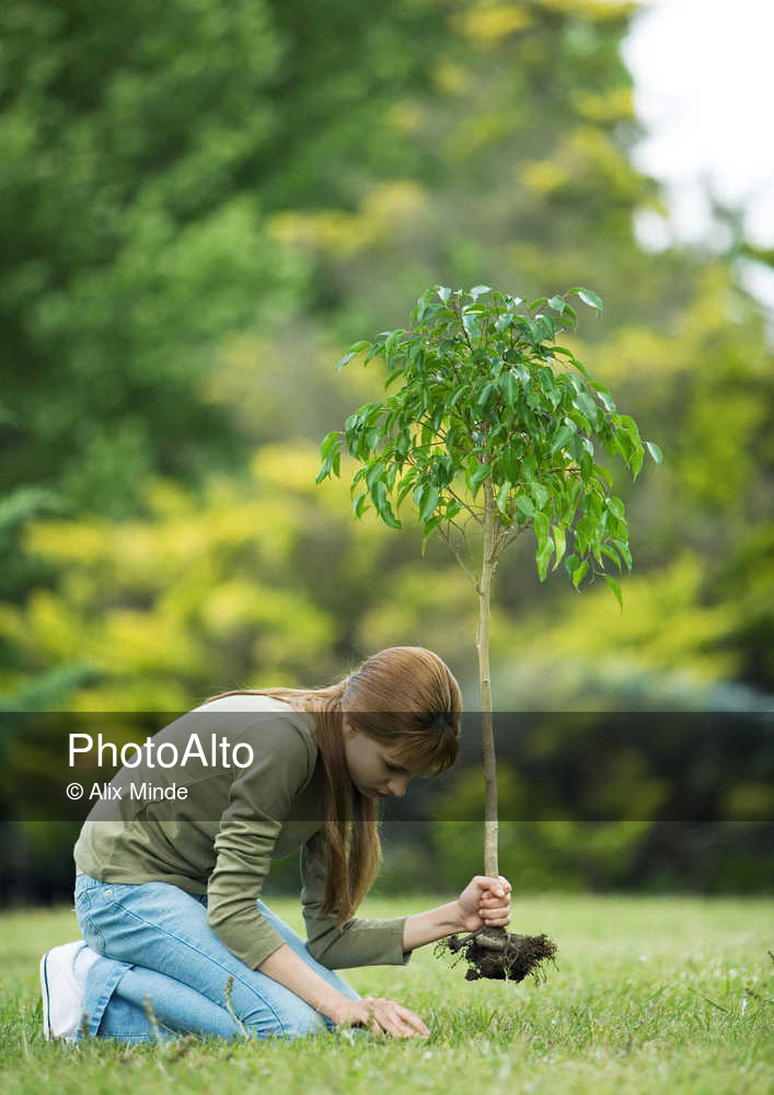 Put up a tree