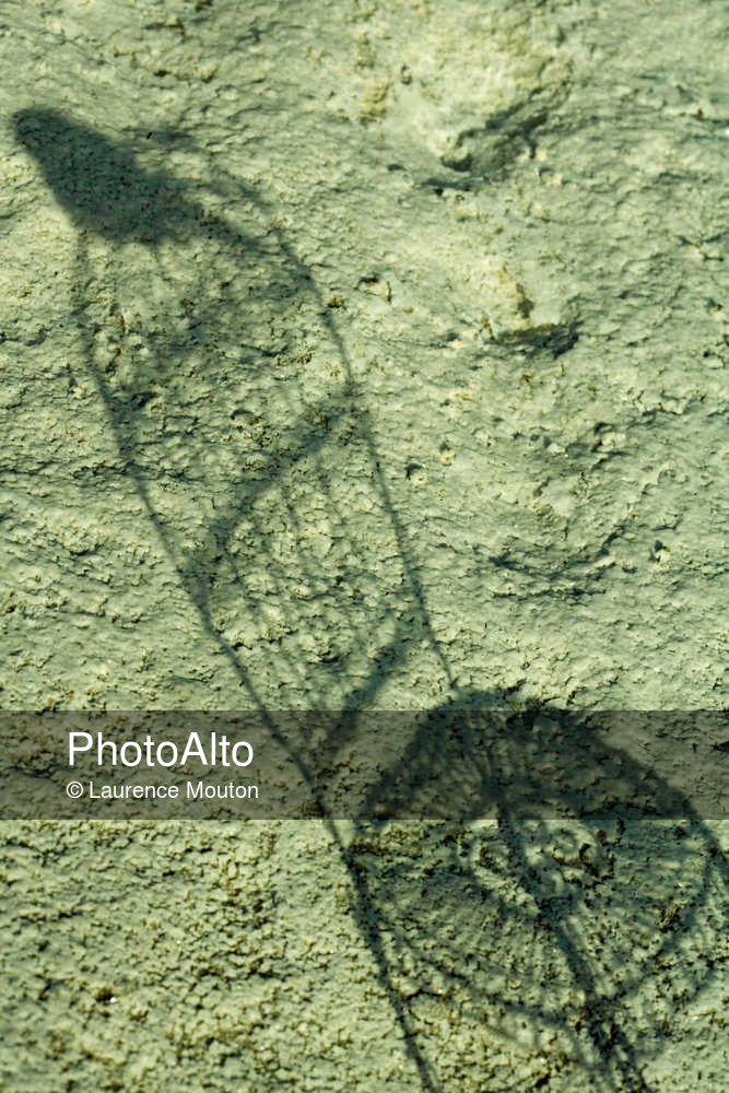 IAA008000203