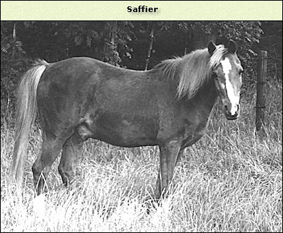 Saffier