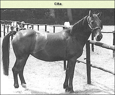 Cita