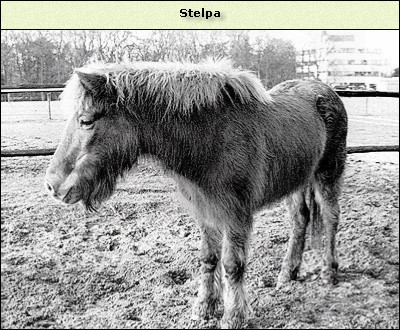 Stelpa