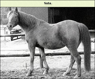 Sota