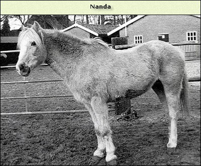 Nanda