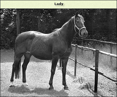 Lady
