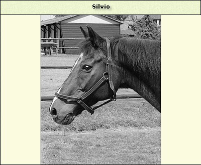 Silvio