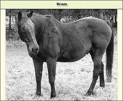 Bram