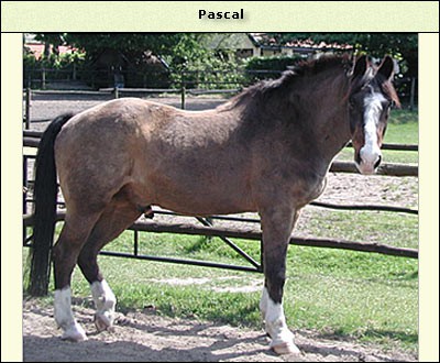 Pascal