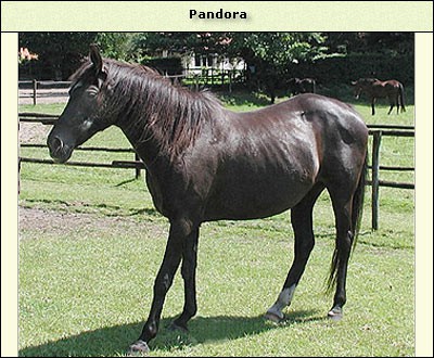 Pandora