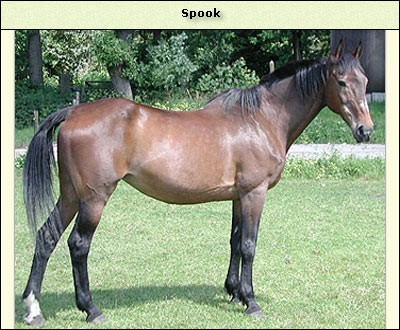Spook