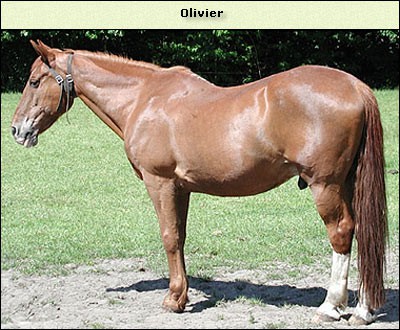 Olivier