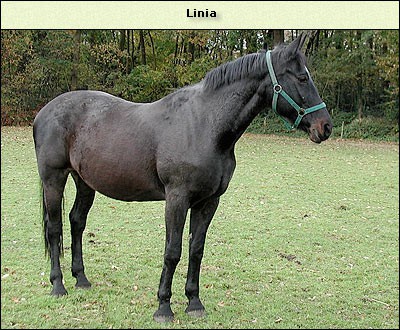 Linia