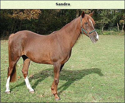 Sandra