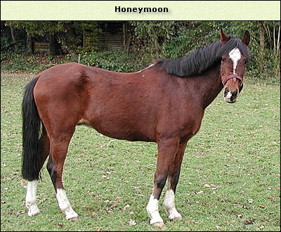 Honeymoon