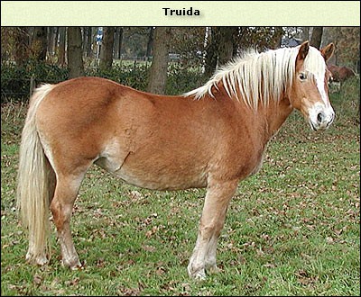 Truida