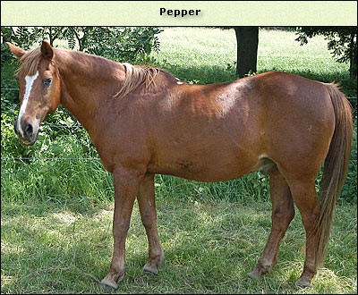 Pepper