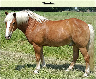 Wandar