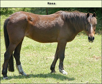 Rosa