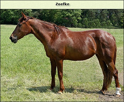 Zoefke Zimbri