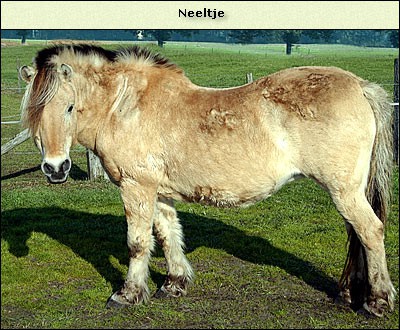 Neeltje