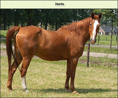 Joris