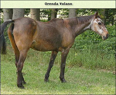 Orenda Volann