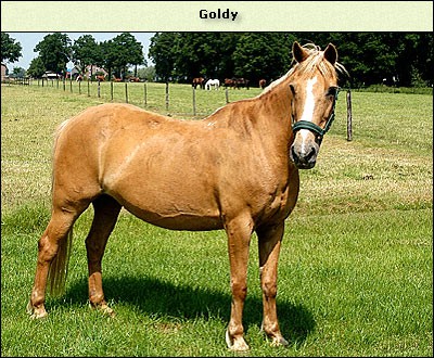 Goldy