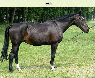 Tara