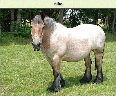 Ellie