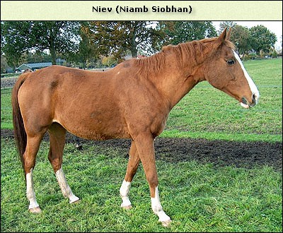 Niamb Siobhan