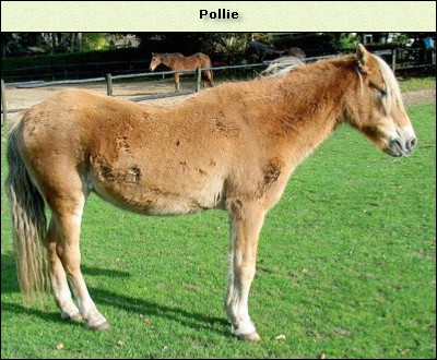 Pollie