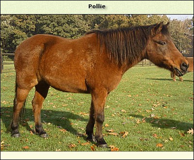 Pollie