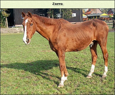 Zorro